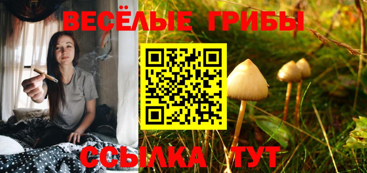 Псилоцибиновые грибы Psilocybe Елец